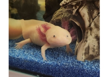 Інтелектуальне родинне свято 8-А класу