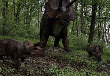 Незабутні пригоди 
