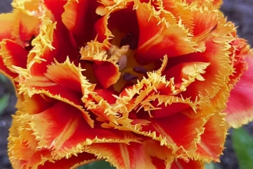 Нехай квітує Україна!